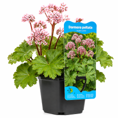Darmera peltata
