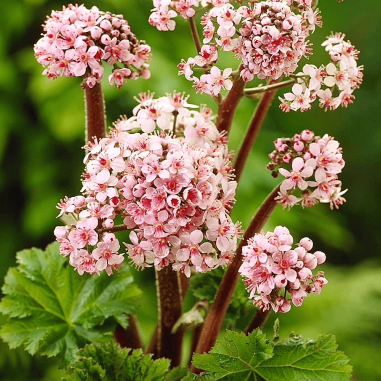 Darmera peltata