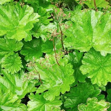 Darmera peltata