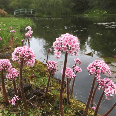 Darmera peltata