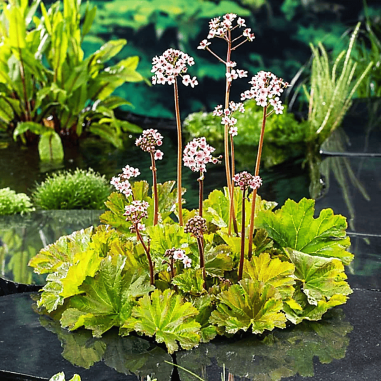 Darmera peltata