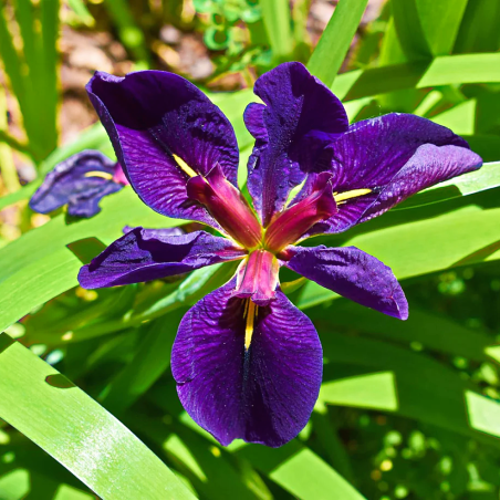 Iris 'Black Gamecock' (Louisiana Iris)
