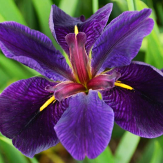 Iris 'Black Gamecock' (Louisiana Iris)