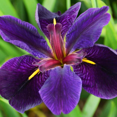 Iris 'Black Gamecock' (Louisiana Iris)