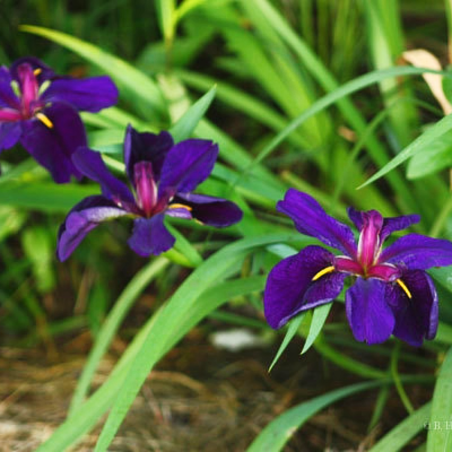 Iris 'Black Gamecock' (Louisiana Iris)