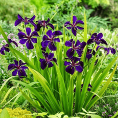 Iris 'Black Gamecock' (Louisiana Iris) 2