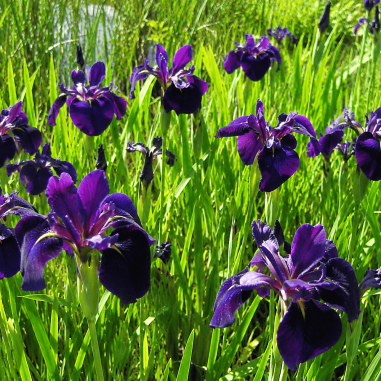 Iris 'Black Gamecock' (Louisiana Iris)