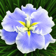 Iris ensata 'Dinner Plate Ice Cream'