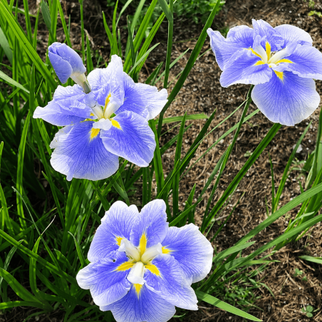 Iris ensata 'Dinner Plate Ice Cream'