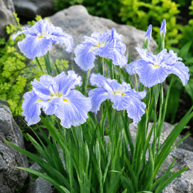 Iris ensata 'Dinner Plate Ice Cream'