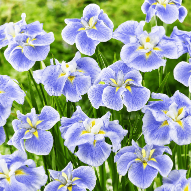 Iris ensata 'Dinner Plate Ice Cream'