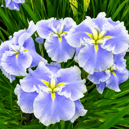 Iris ensata 'Dinner Plate Ice Cream'