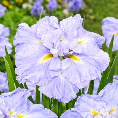 Iris ensata 'Dinner Plate Ice Cream'