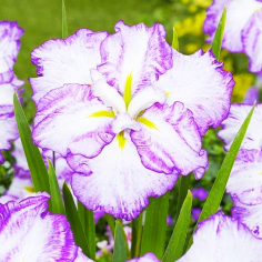 Iris ensata 'Dinner Plate Tiramisu'