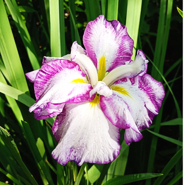 Iris ensata 'Dinner Plate Tiramisu'