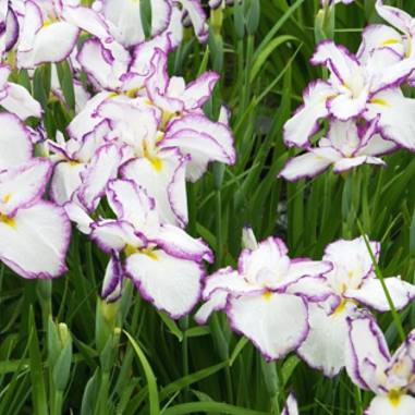 Iris ensata 'Dinner Plate Tiramisu'