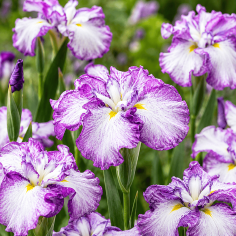 Iris ensata 'Dinner Plate Tiramisu' 2