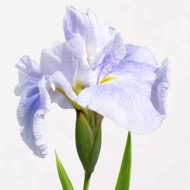Iris ensata 'Dinner Plate Ice Cream'