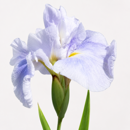 Iris ensata 'Dinner Plate Ice Cream'