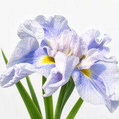 Iris ensata 'Dinner Plate Ice Cream' 2