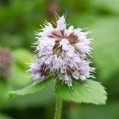 Mentha aquatica