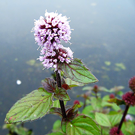 Mentha aquatica