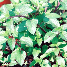 Mentha aquatica 2