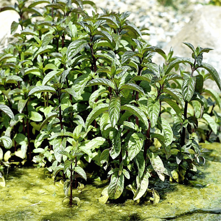 Mentha aquatica