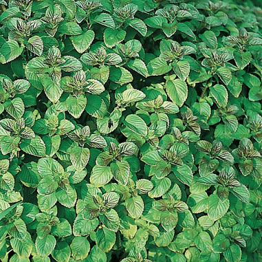 Mentha aquatica
