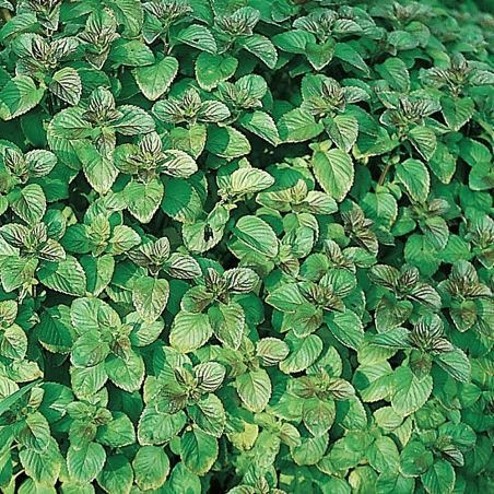 Mentha aquatica