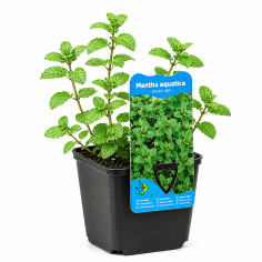 Mentha aquatica