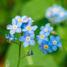 Myosotis palustris 2