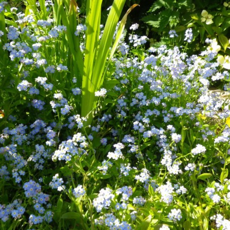 Myosotis palustris (Non-ti-scordar-di-me acquatico)