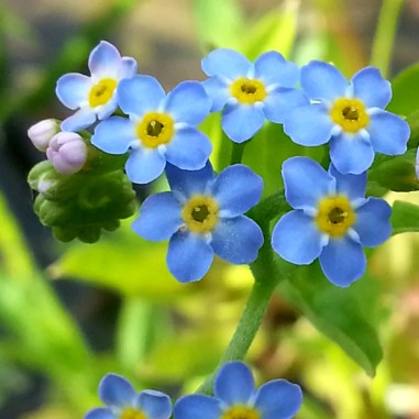 Myosotis palustris (Non-ti-scordar-di-me acquatico)