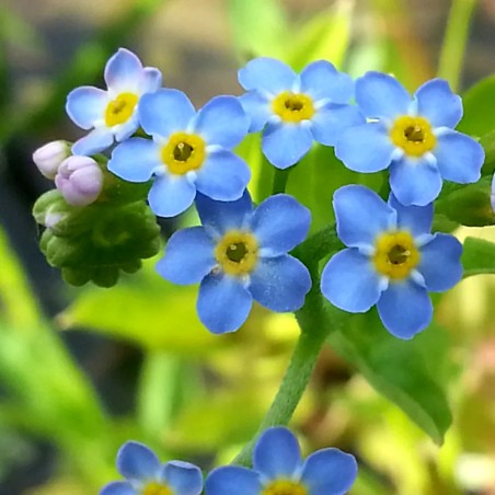 Myosotis palustris (Non-ti-scordar-di-me acquatico)
