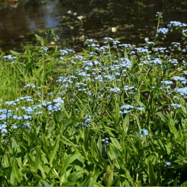 Myosotis palustris (Non-ti-scordar-di-me acquatico)