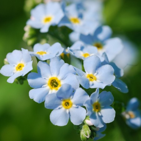 Myosotis palustris (Non-ti-scordar-di-me acquatico)