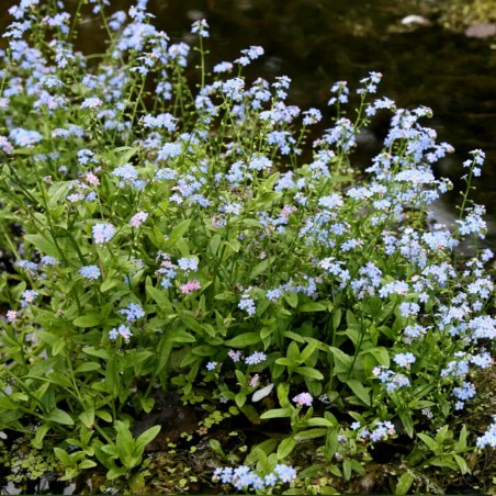Myosotis palustris (Non-ti-scordar-di-me acquatico)