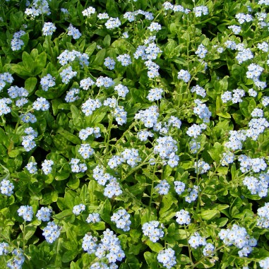 Myosotis palustris (Non-ti-scordar-di-me acquatico)