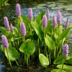 Pontederia cordata 'Pink Pons' (Pickerel weed pink) 2