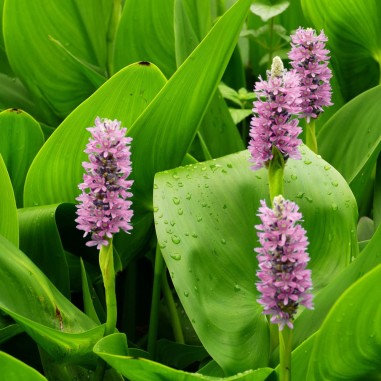 Pontederia cordata 'Pink Pons' (Pickerel weed pink)