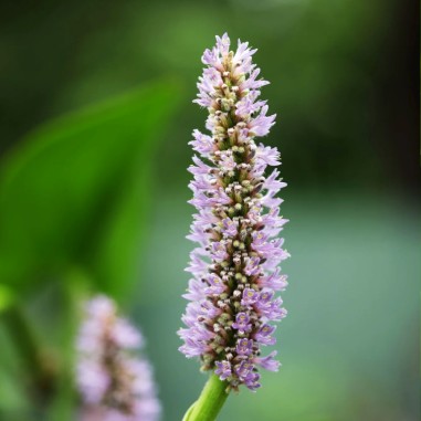 Pontederia cordata 'Pink Pons' (Pickerel weed pink)