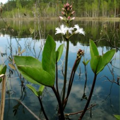 Menyanthes trifoliata 2