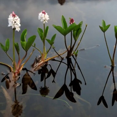 Menyanthes trifoliata