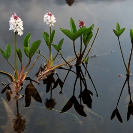 Menyanthes trifoliata
