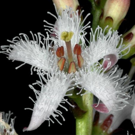 Menyanthes trifoliata