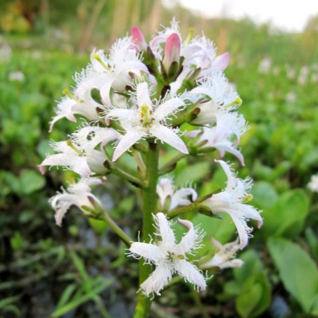Menyanthes trifoliata