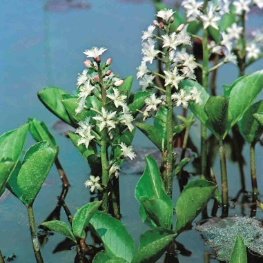 Menyanthes trifoliata