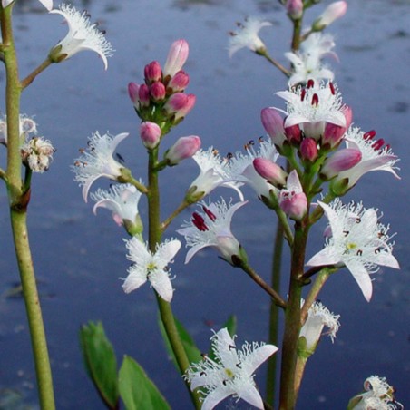 Menyanthes trifoliata