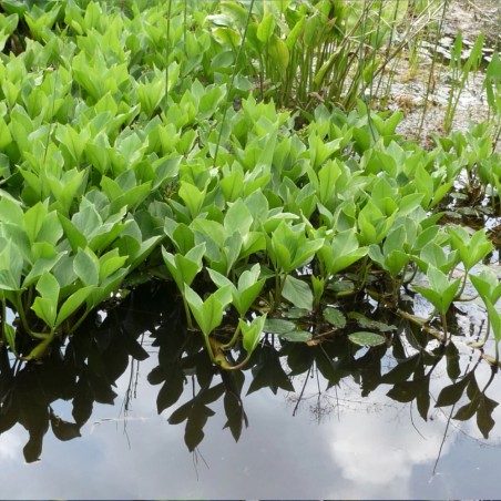 Menyanthes trifoliata